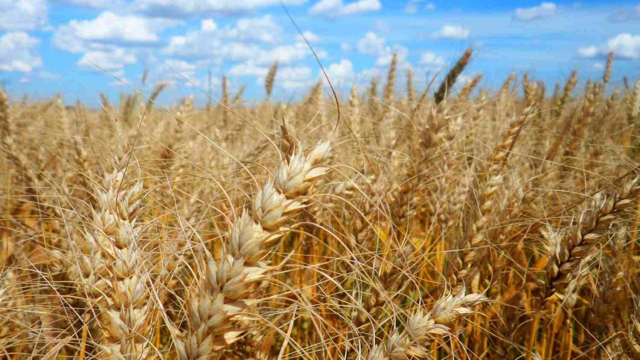 Campo de trigo maduro com espigas douradas ao vento sob céu azul com nuvens dispersas