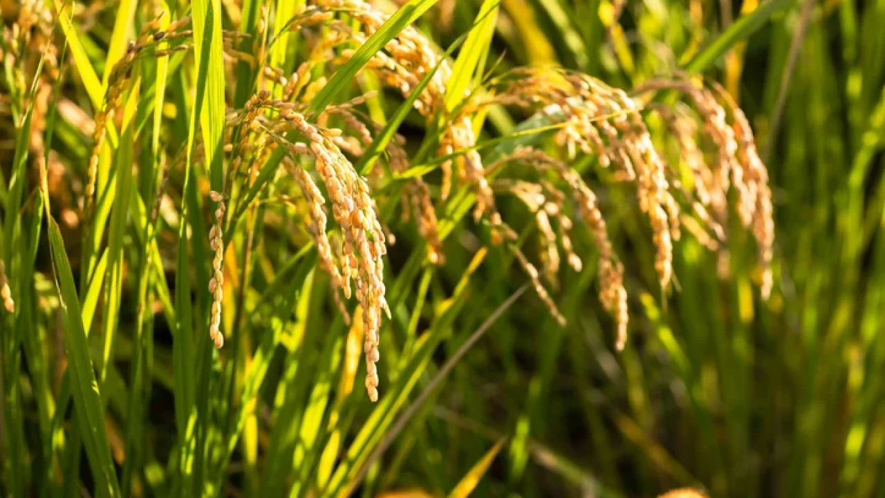 Arroz