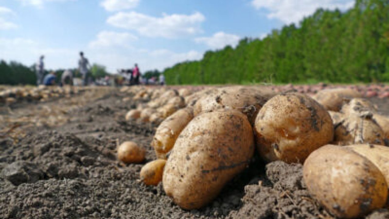 Batata