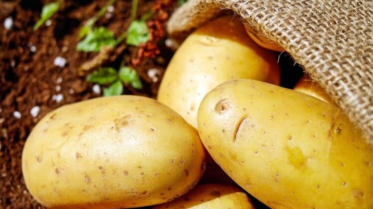 Batata