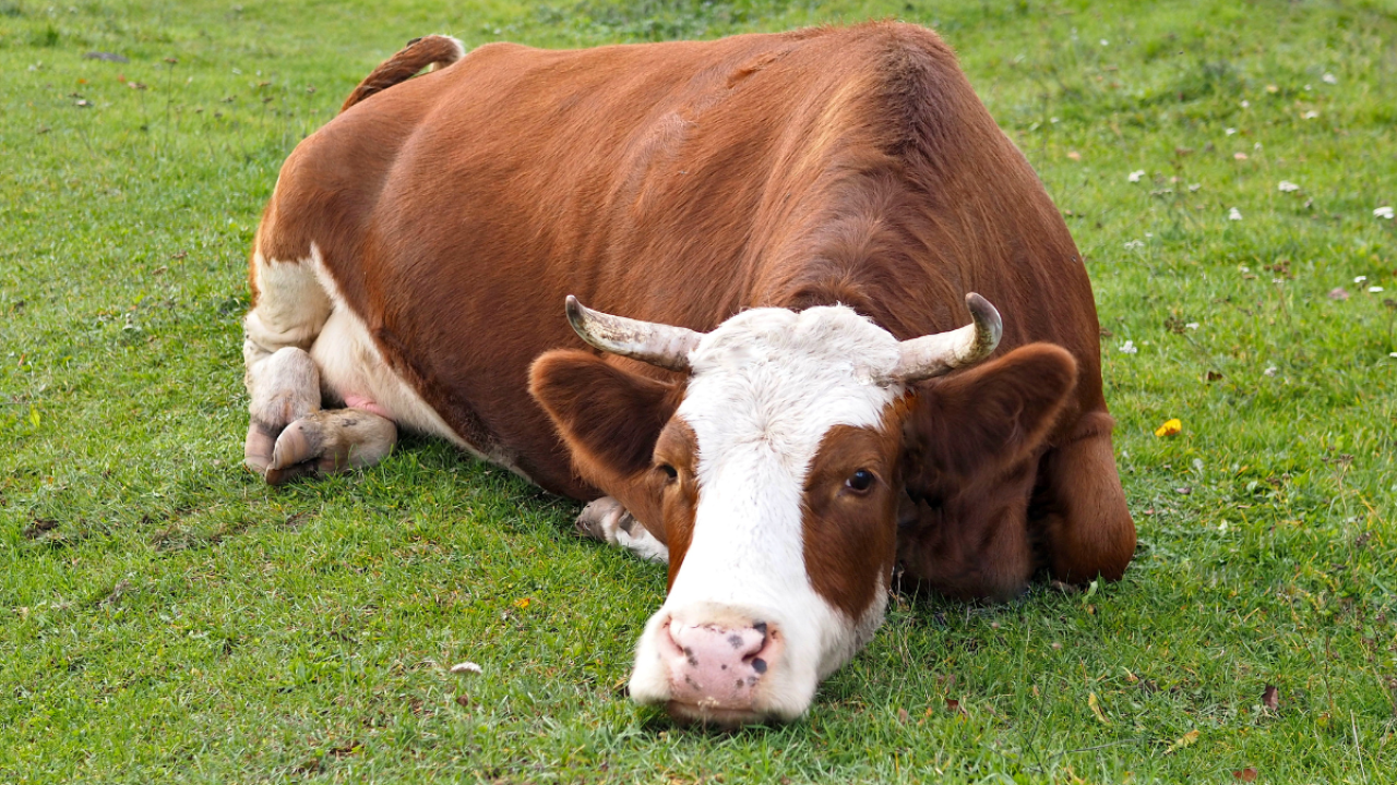 Bovino