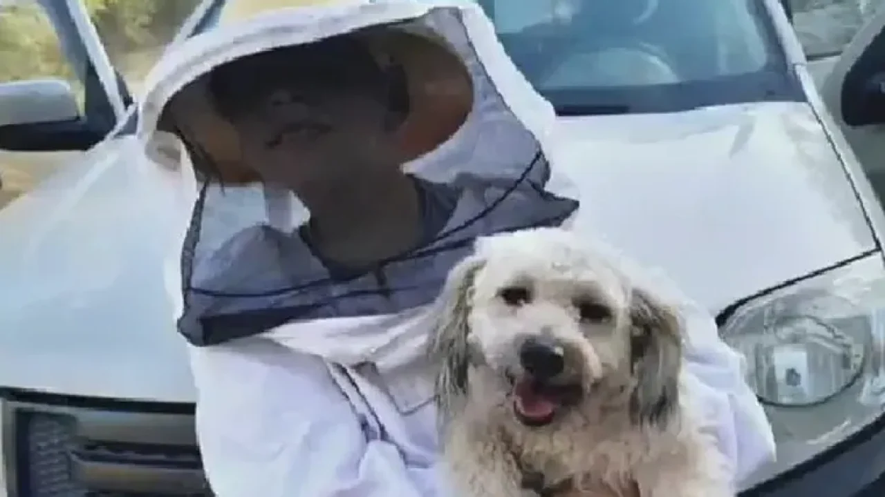 Suavecito