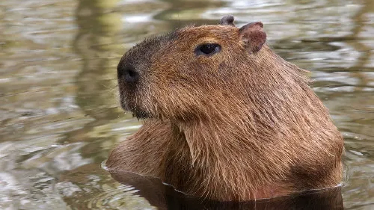 Capivara
