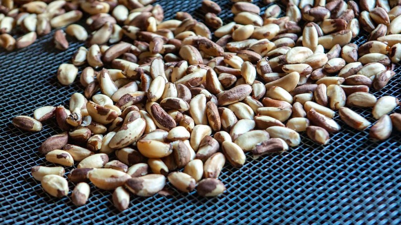 Castanha do Brasil