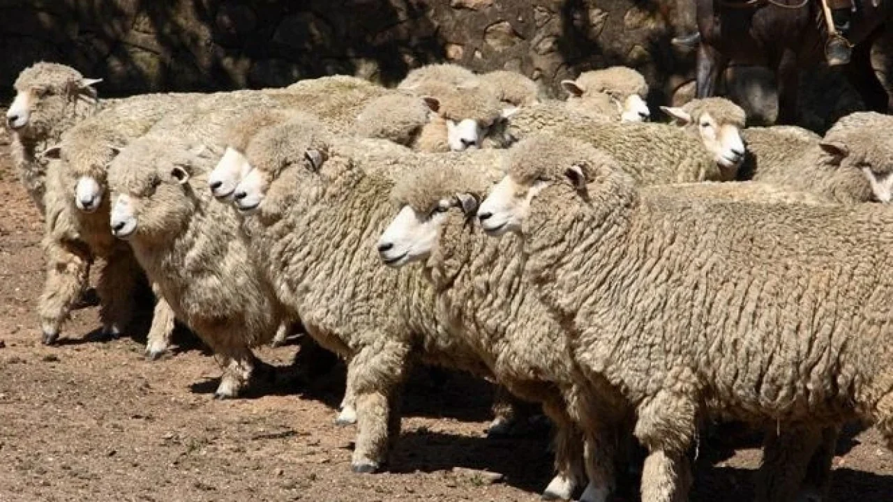 Um rebanho de ovelhas de lã espessa está reunido em um espaço de terra batida, próximo a um muro de pedras. Os animais aparecem alinhados e de perfil, com a pelagem volumosa e clara, característica de raças voltadas para a produção de lã. Ao fundo, parcialmente visível, há um cavalo com sela, sugerindo a presença de um tratador ou peão que conduz o rebanho.