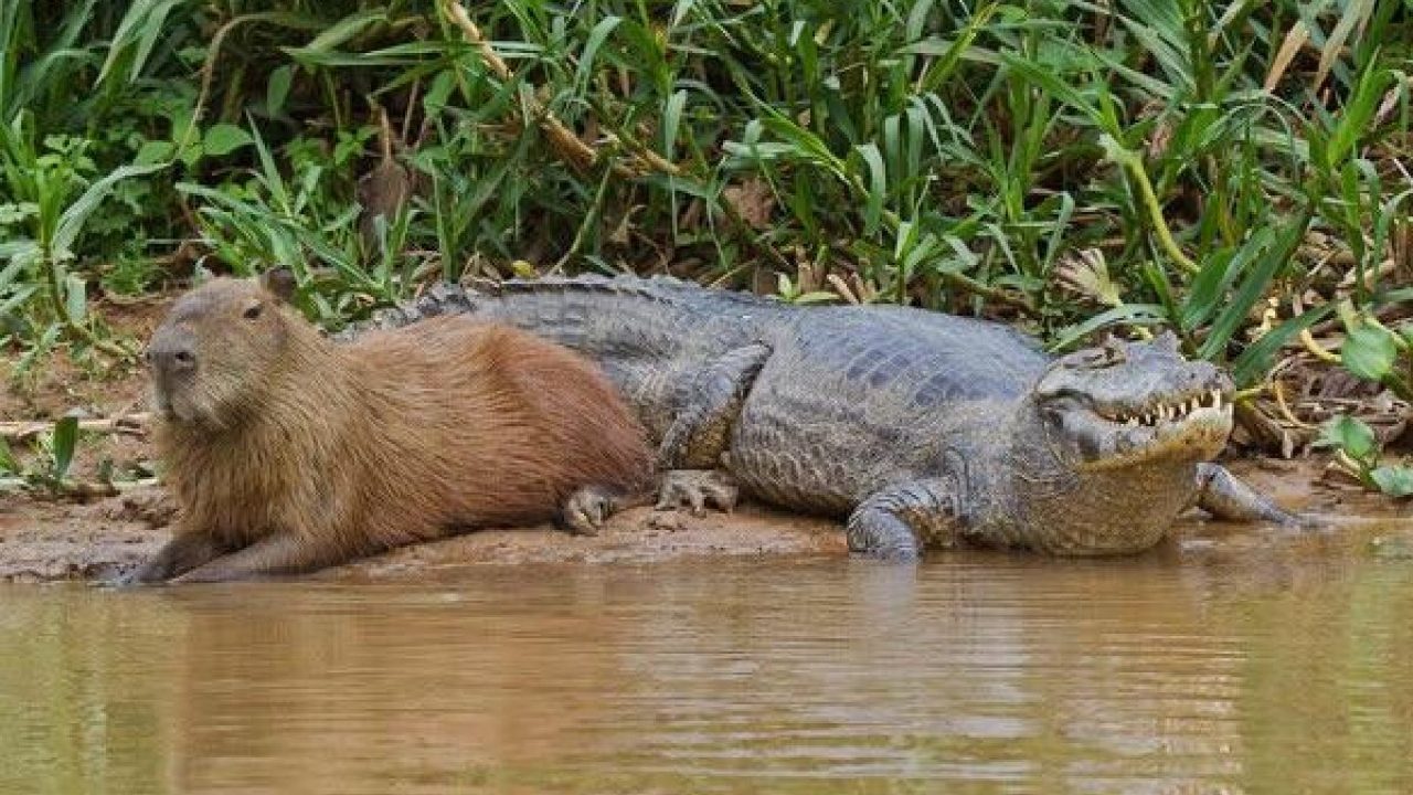 Capivara ao lado de jacaré descansando na margem de rio em área de vegetação nativa do Pantanal