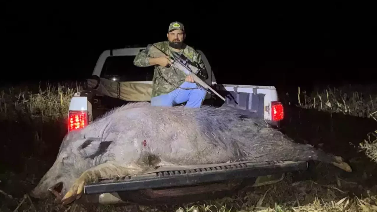Javali gigante