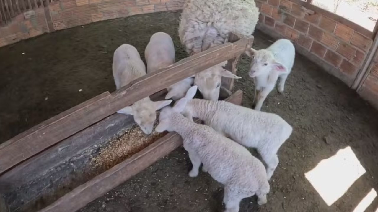 Ovelha