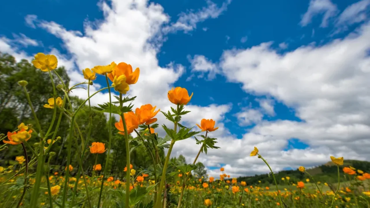 Primavera