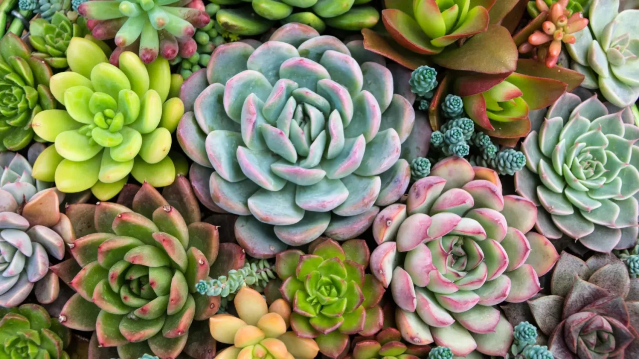 Suculentas