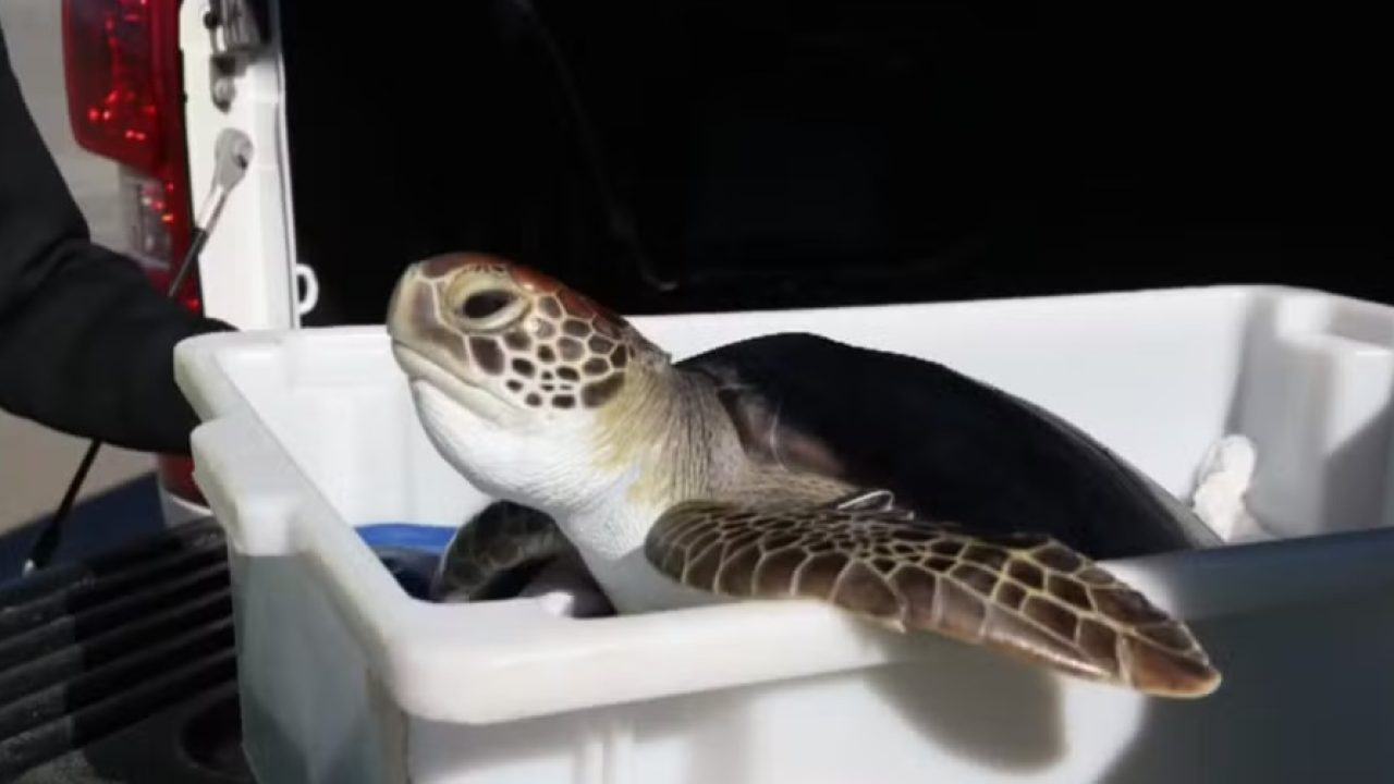 Tartaruga