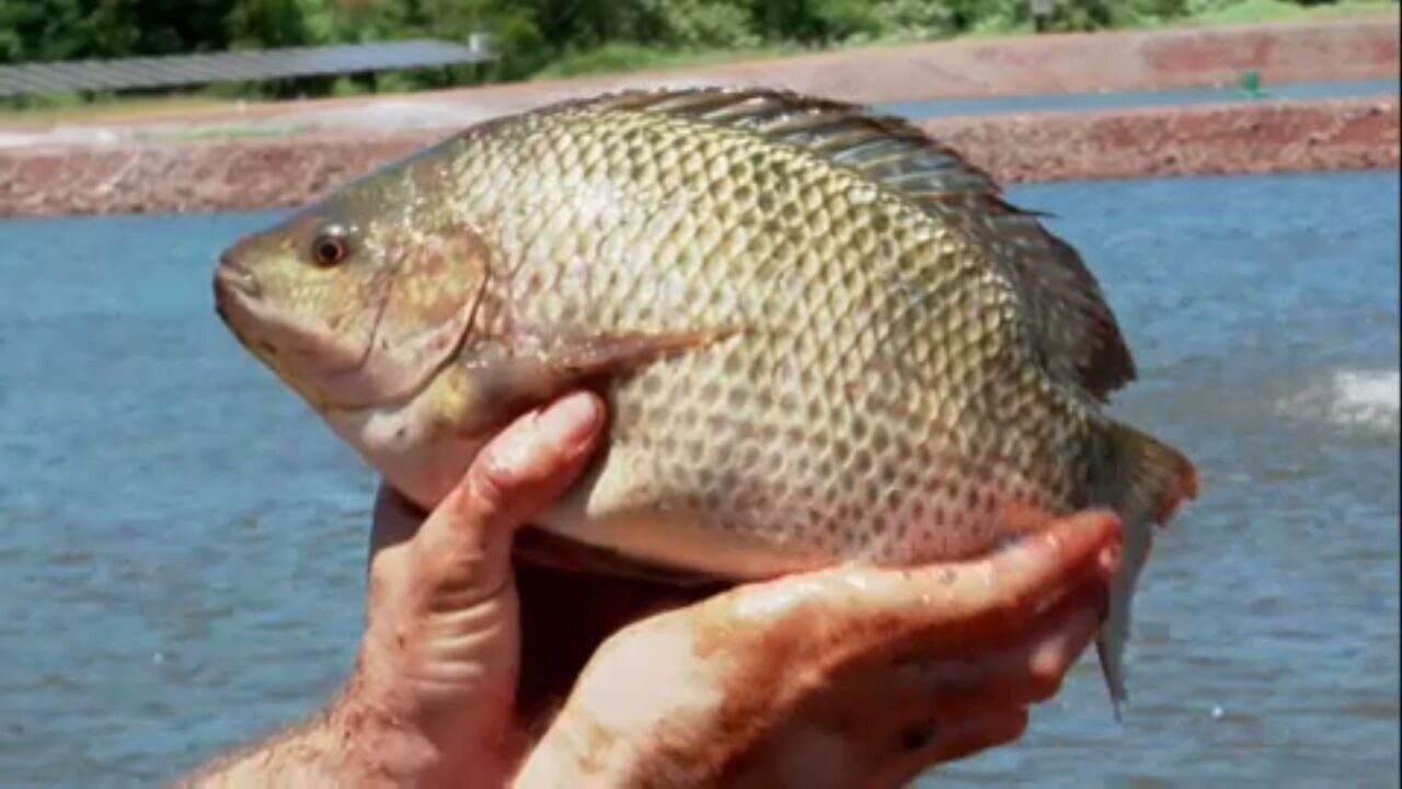 Tilápia