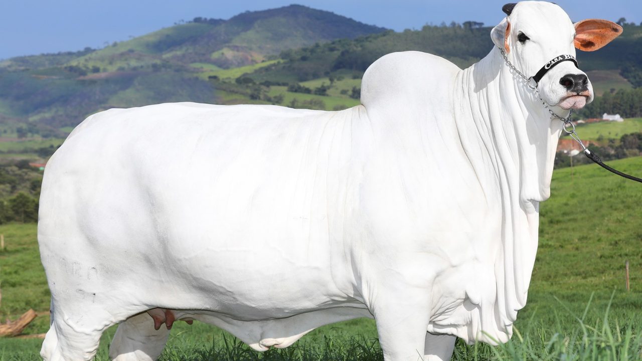 Vaca Carina
