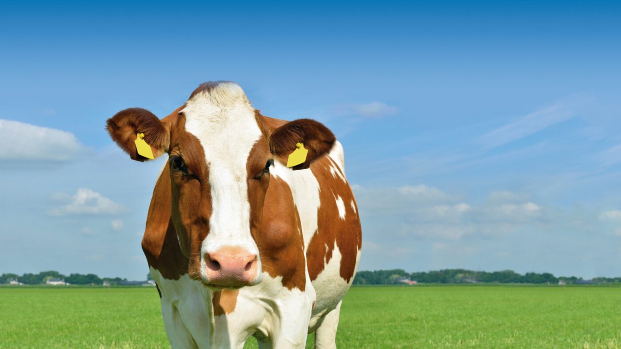 Vacas